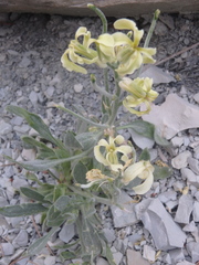 Matthiola odoratissima