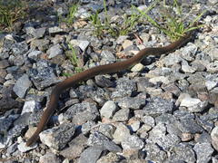 Paraphimophis rusticus