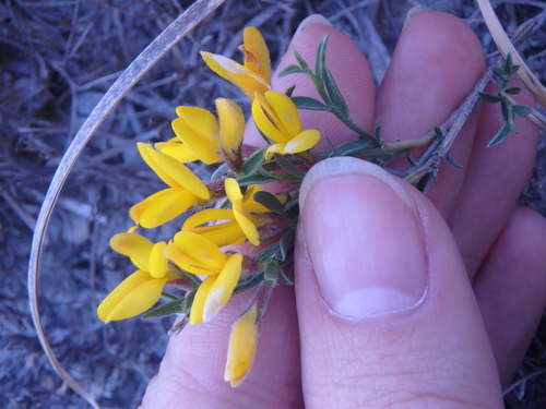 Image of Hairy Greenweed (Genista albida) by (c) Сергей Крыленко, some rights reserved (CC BY)