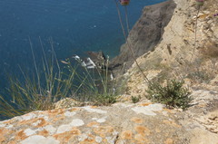 Dianthus marschallii