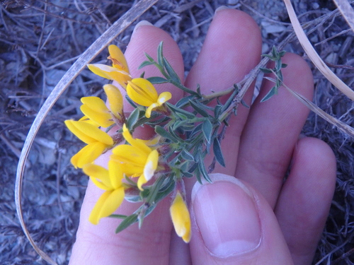 Image of Genista albida by (c) Сергей Крыленко, some rights reserved (CC BY)