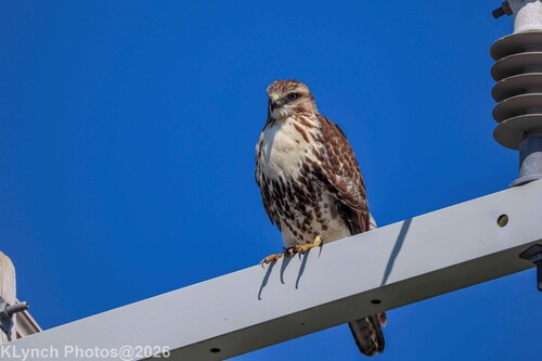 Red-tailed Hawk