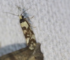 Lactura cristata