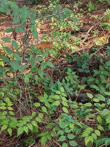 Gulf Fritillary