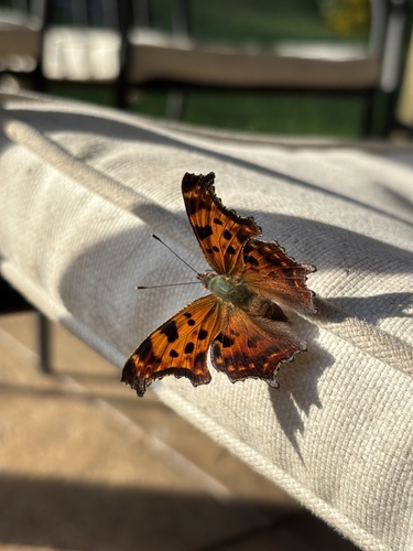 Eastern Comma