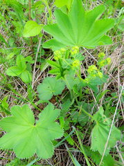 Alchemilla breviloba