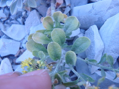Alyssum desertorum