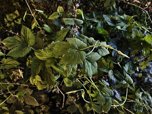 Наблюдение на iNaturalist