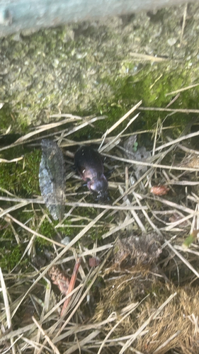 Bronze Ground Beetle