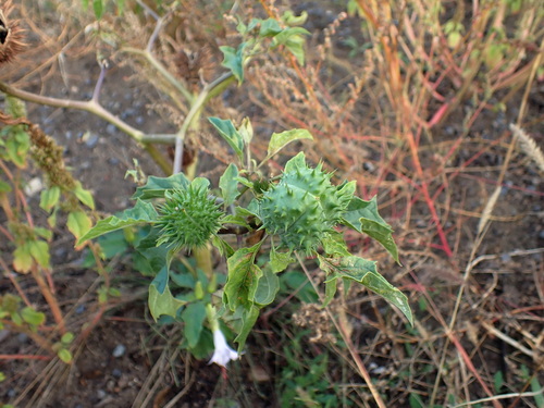 jimsonweed