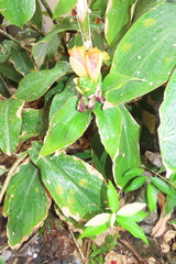 Costus dirzoi
