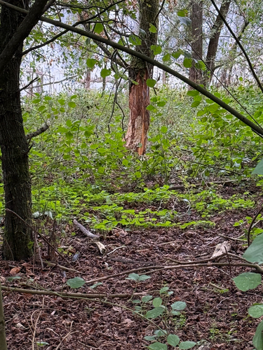 Eurasian Beaver