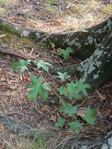 American sweetgum