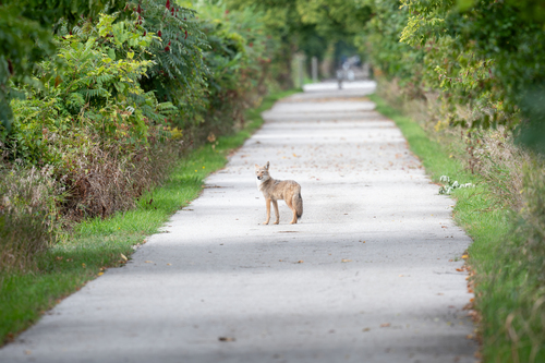 Coyote