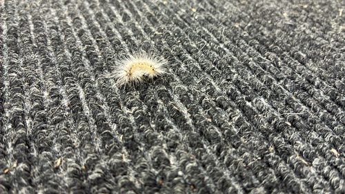 Fall Webworm Moth