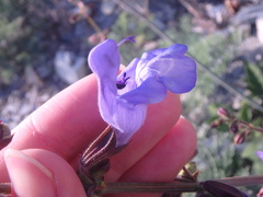 Salvia ringens