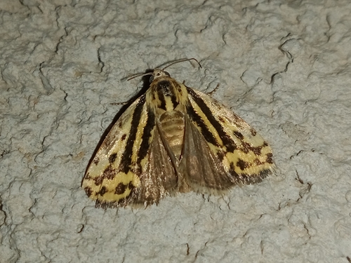 Spotted Sulphur