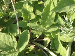 Salvia ringens