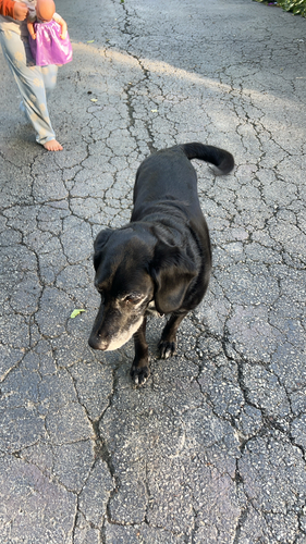 Domestic Dog