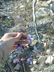 Salvia ringens