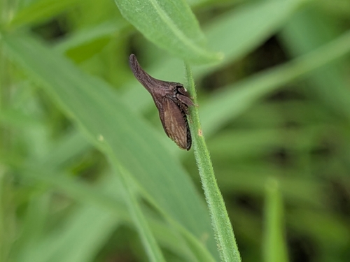 Wide-footed Treehopper