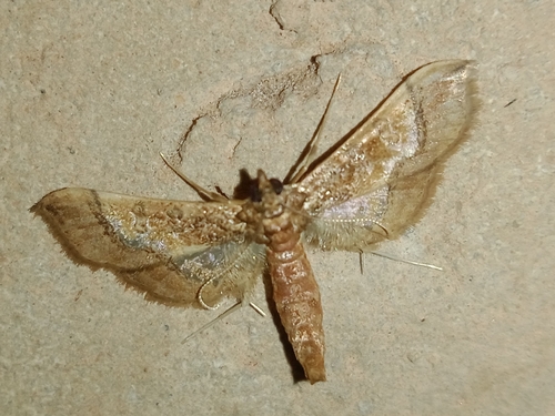 Ornate Hydriris Moth