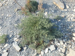 Seseli ponticum