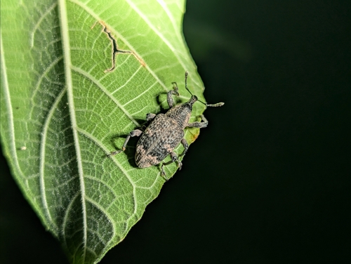 Aclees taiwanensis