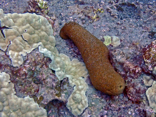 Actinopyga obesa observed 2026-09-10