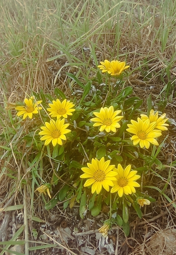 Trailing Treasureflower