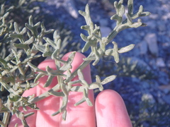 Seseli ponticum