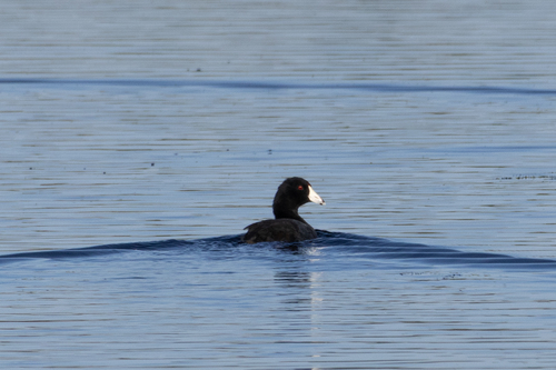 American Coot