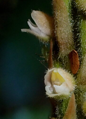 Hetaeria oblongifolia observed 2026-09-17