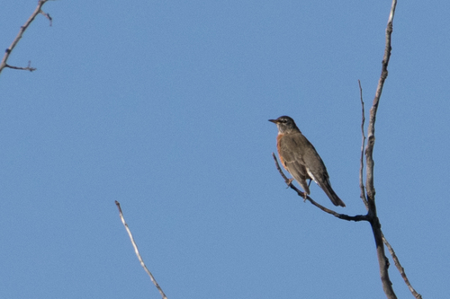 American Robin