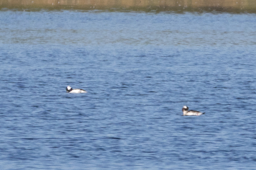 Bufflehead