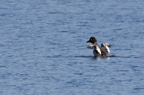 Common Goldeneye