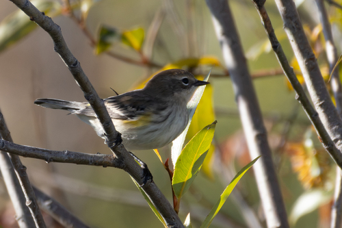 Yellow-rumped Warbler