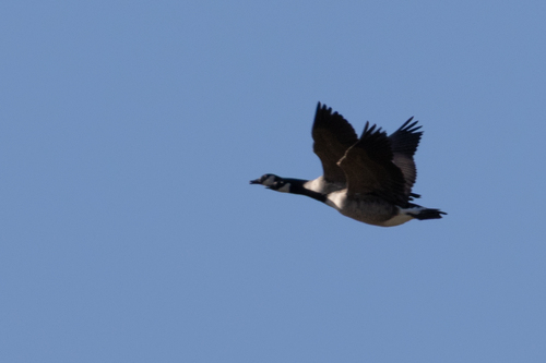 Canada Goose