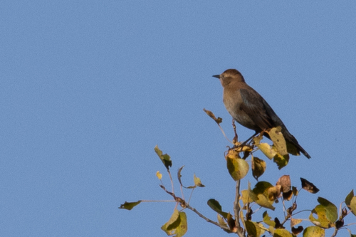 Rusty Blackbird