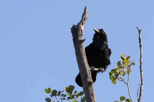 Common Raven