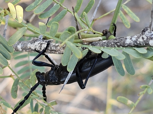 Solitary Black Bycid