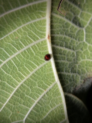 Heather Ladybird