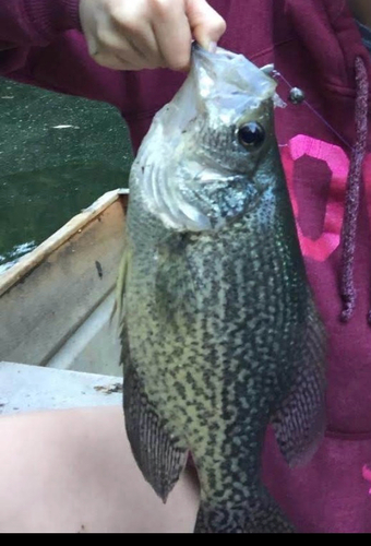 Black Crappie