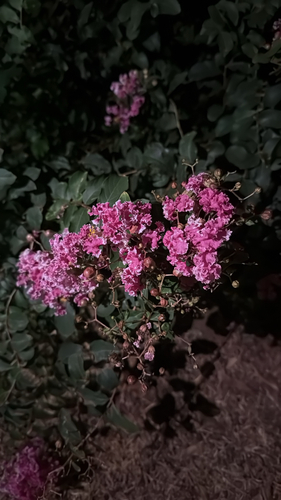 Crape-myrtle