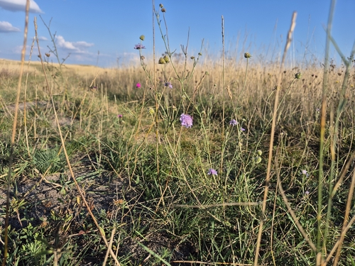 Scabiosa canescens, photograph 3