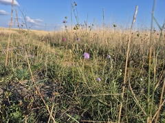 Scabiosa canescens, photograph (c) Bobo-X, some rights reserved (CC BY)