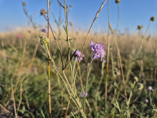 Scabiosa canescens, photograph 4