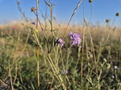 Scabiosa canescens, photograph (c) Bobo-X, some rights reserved (CC BY)