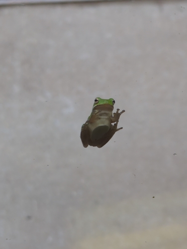 Green Treefrog