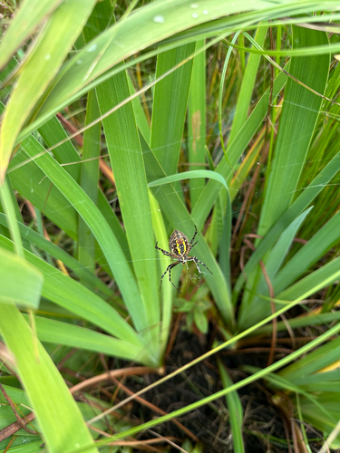 Banded Garden Spider